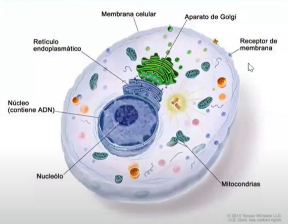 Diseño de Sistemas Embebidos aplicados al Registro de Biopotenciales